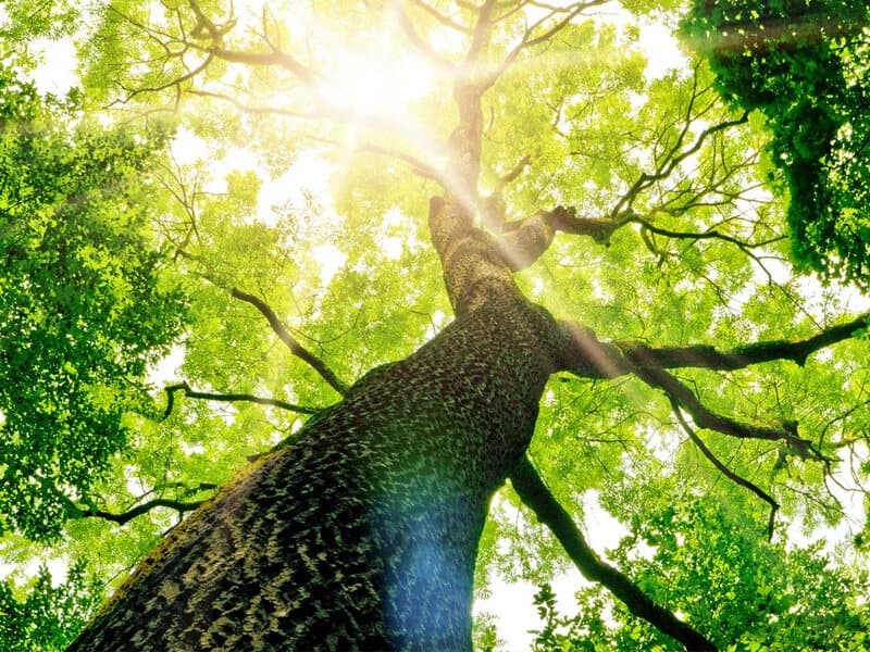 Potatura e abbattimento alberi